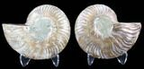 Sliced Fossil Ammonite Pair - Agatized #39597-1